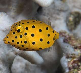 Ostracion cubicus