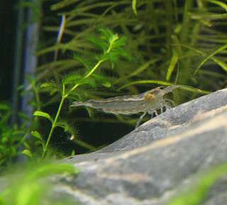 Amano Garnele