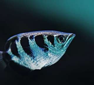 Schützenfisch
